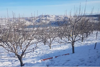 צימר אפרודיטה - החצר והסביבה