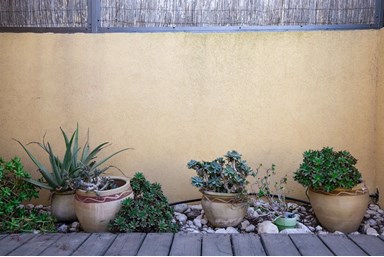 iBex אייבקס מצפה רמון - יחידות גן 