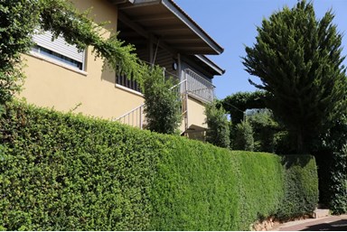 פינת היקינטון