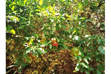 בקתות דרך הזן - החצר