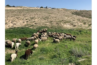 חאן אלסרה Alsira Khan