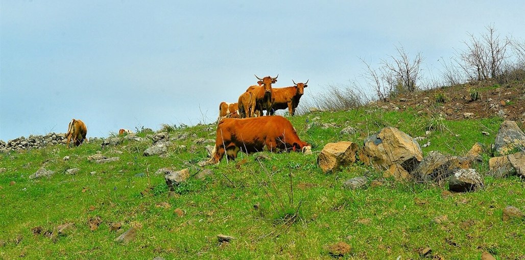 היורט בבוסתן יורט חדש 7.4 (3).jpeg