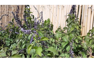 מרווה בגולן