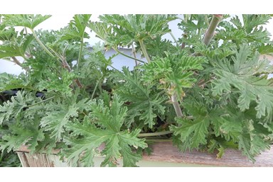 מרווה בגולן