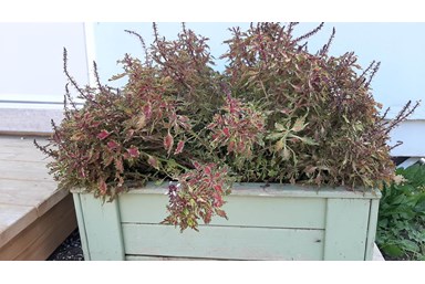 מרווה בגולן