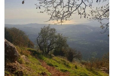 לב אמירים - בוסתן אמירים