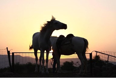 סוויטות נוף השחר - החצר והבריכה