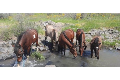 סוויטות נוף השחר