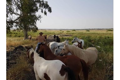 סוויטות נוף השחר - החצר והבריכה