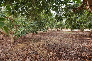 סוויטת האושר - מתחם החוץ