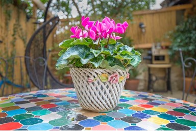 פארמר סוויט