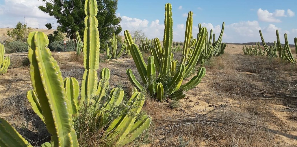חאן שירת המדבר צמחייה (1).jpg