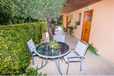 טל החרמון - בצל עץ הזית