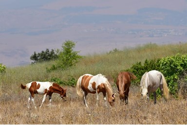 בין אומנות לטבע