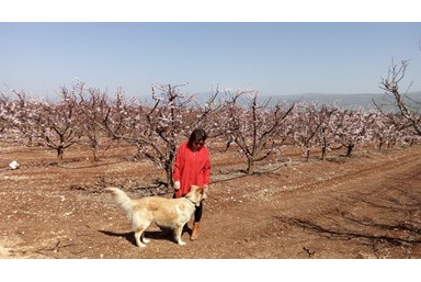 פינת הגפן - אירוח כפרי