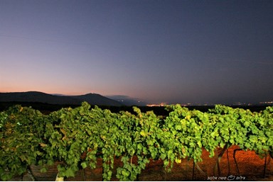 פינת הגפן - אירוח כפרי