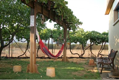 פינת הגפן - אירוח כפרי - החצר והנוף