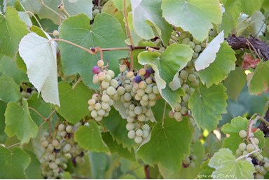 פינת הגפן - אירוח כפרי - החצר והנוף