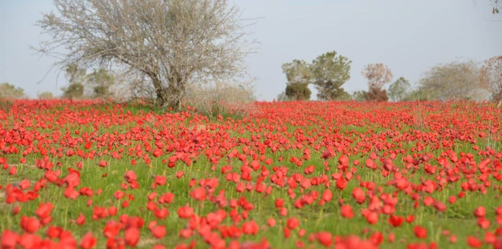 גני דורות - אירוח בקיבוץ אווירה ונוף (18).JPG