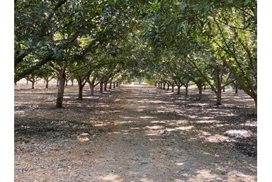 Wood House Inn בית העץ - חצר, נוף והנחל