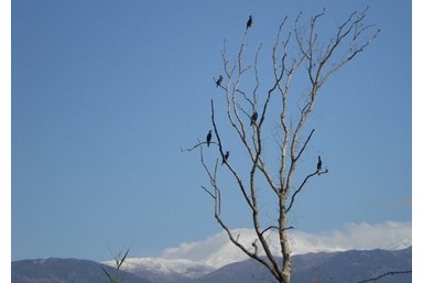 Wood House Inn בית העץ - חצר, נוף והנחל