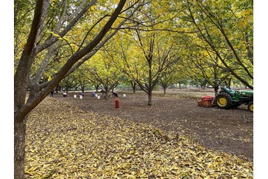 Wood House Inn בית העץ - חצר, נוף והנחל