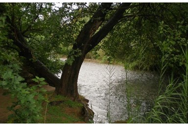Wood House Inn בית העץ - חצר, נוף והנחל