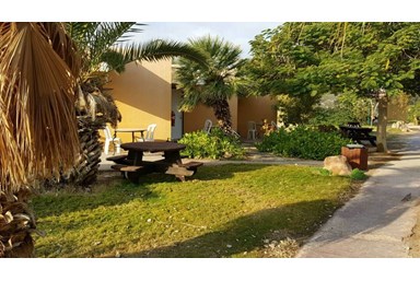 בצל התמרים - החצר והסביבה