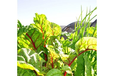 תיירות אקולוגית - קיבוץ לוטן - בית התה הסולרי