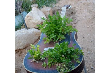 תיירות אקולוגית - קיבוץ לוטן - בית התה הסולרי