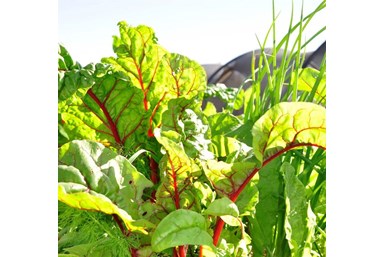 תיירות אקולוגית - קיבוץ לוטן - אקו כיף