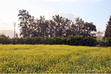 אורחן סוזי - הנוף והסביבה