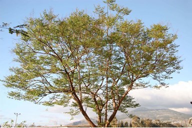 אורחן סוזי - הבריכה והחצר