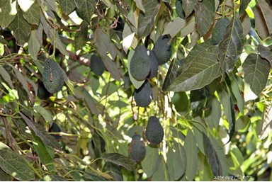 בקתה במטע - המטע, החצר והנוף 
