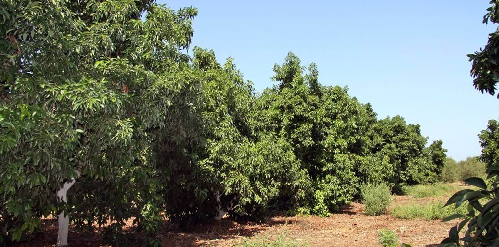 בקתה במטע חצר מטע ונוף (6).JPG