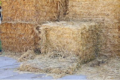 בקתה במטע - המטע, החצר והנוף 