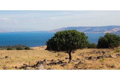 חוות נופש ורד הגליל - סוויטות A